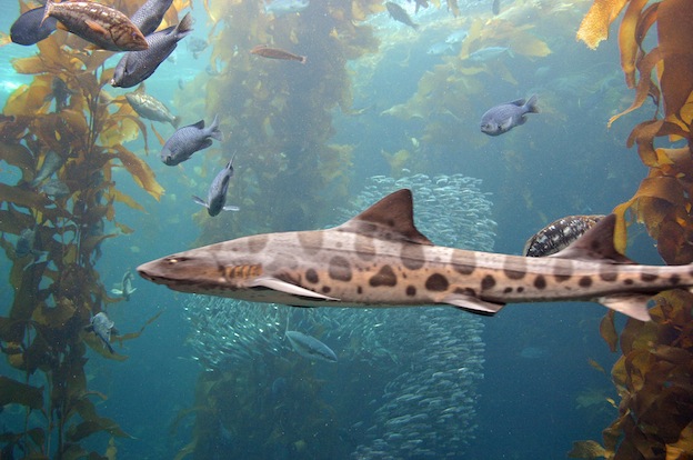 Leopard-shark