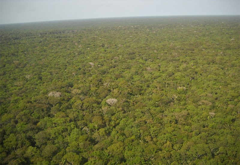 Amazonrainforest