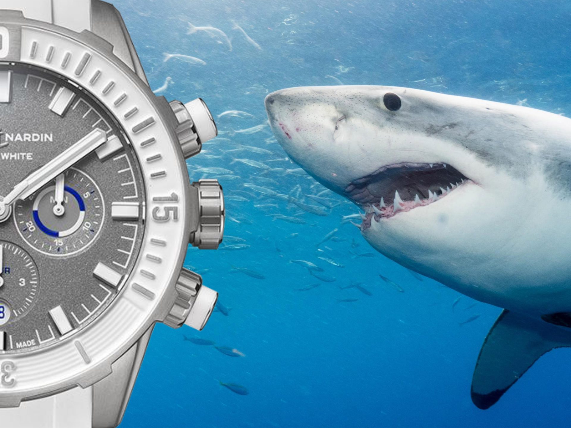Eng press release diver chronograph great white 1