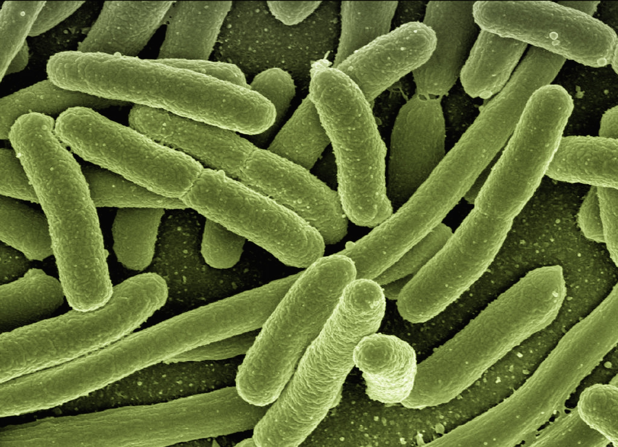 Koli bacteria 123081